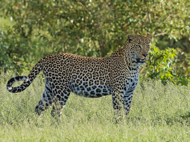 Female Leopard, Masai Mara