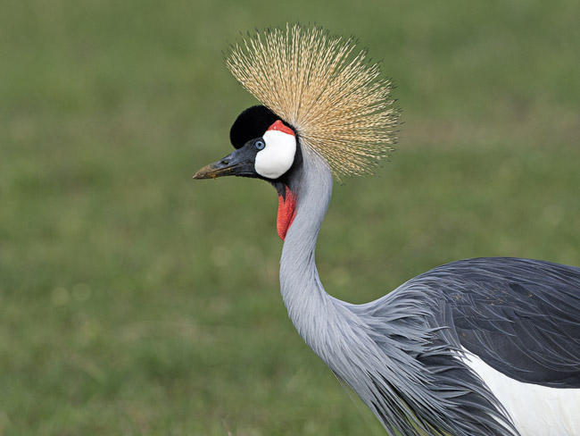 Crowned Crane, Masai Mara