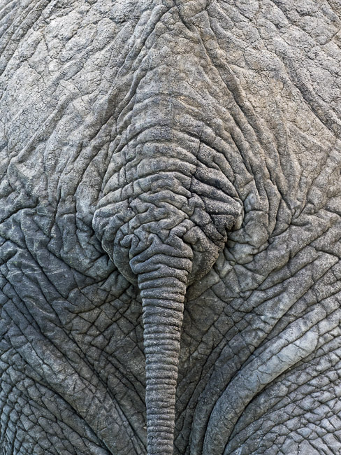 Tail of Elephant, Masai Mara