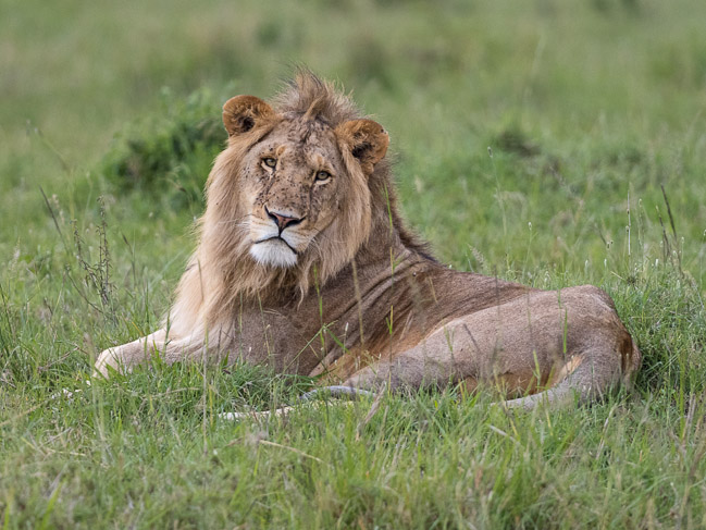 Male Lion, Masai Mara