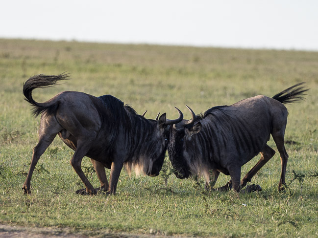 Male Wildebeest fighting, Masai Mara