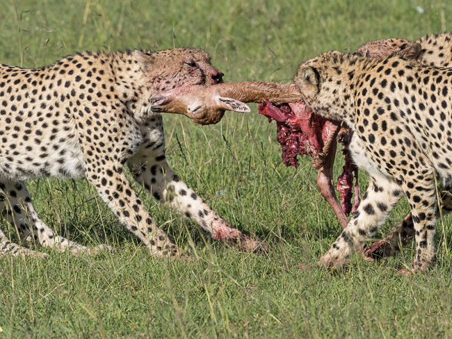 Male Cheetahs pulling at Topi calf, Masai Mara