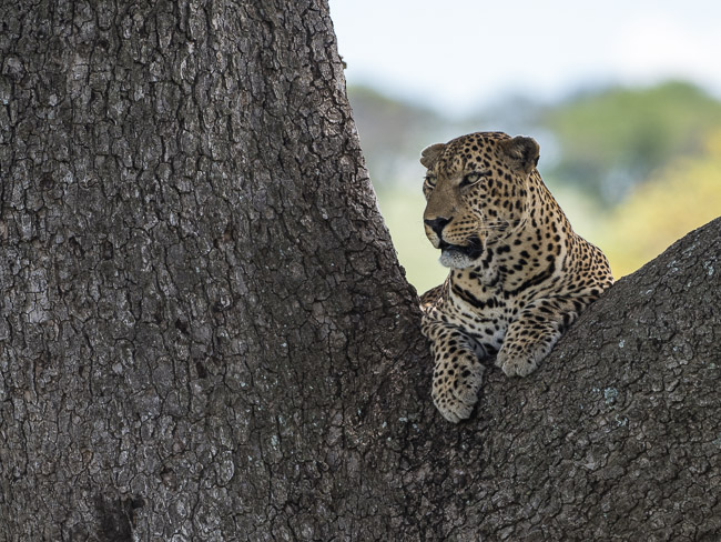 Male Leopard in tree, Masai Mara