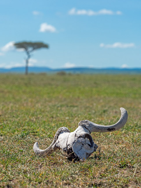 Wildebeest skull with Acacia tree in background, Masai Mara