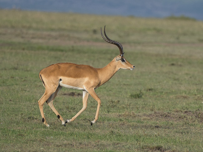 Running male Impala, Masai Mara