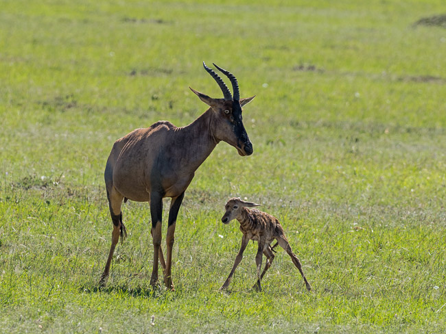 Female Topi with recently born calf, Masai Mara