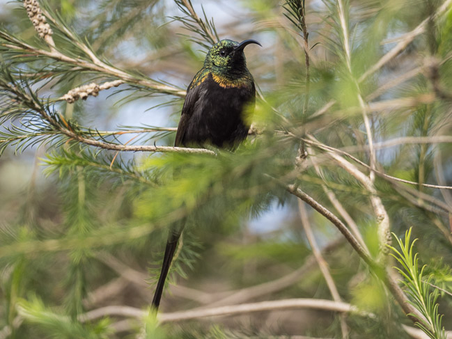 Bronze Sunbird, Nairobi