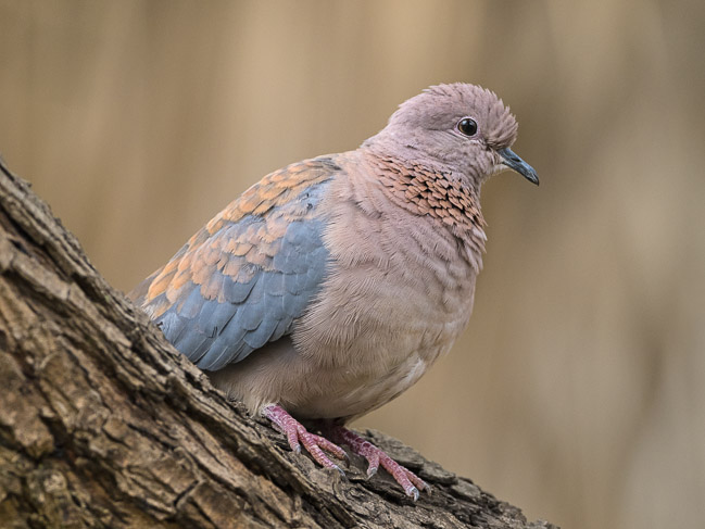 Laughing Dove, Nairobi