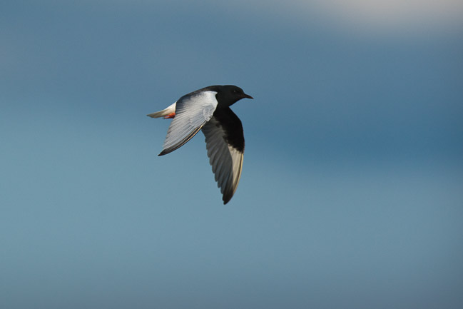 White-winged Black Tern (Chilidonias leucopterus), Lesvos, Greece