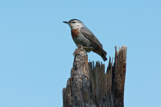 Male Kruper's Nuthatch (Sitta krueperi), Lesvos, Greece