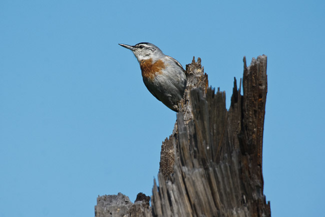 Male Kruper's Nuthatch (Sitta krueperi), Lesvos, Greece