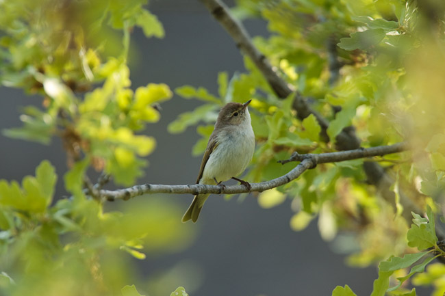Eastern Bonelli's Warbler (Phylloscopus orientalis), Lesvos, Greece