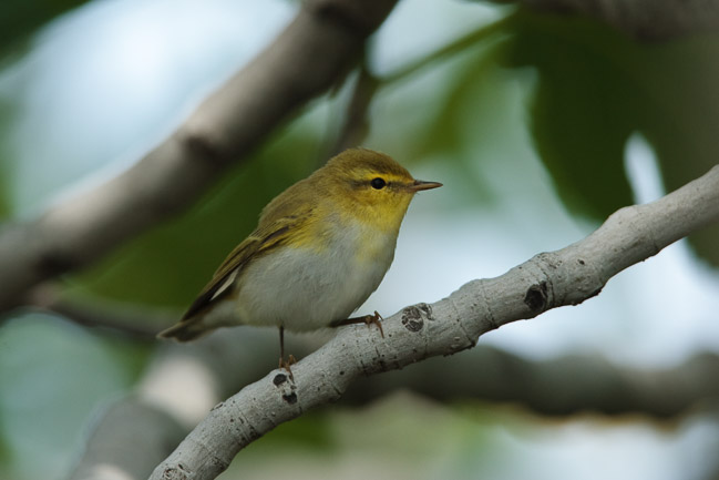 Wood Warbler (Phylloscopus sibilatrix), Lesvos, Greece 