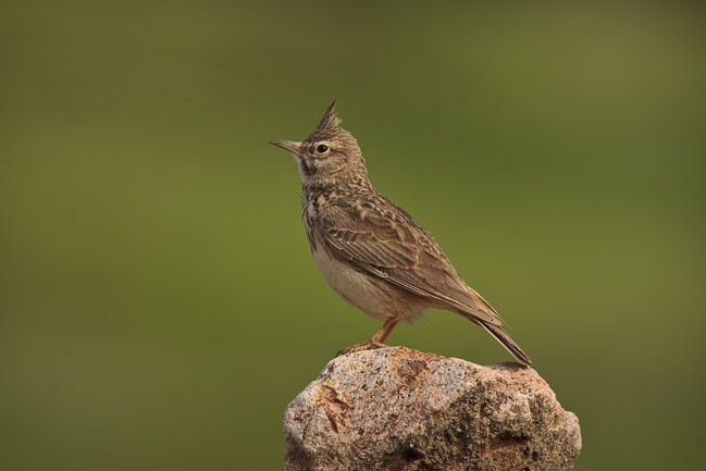 Crested Lark (Galerida cristata), Lesvos, Greece

