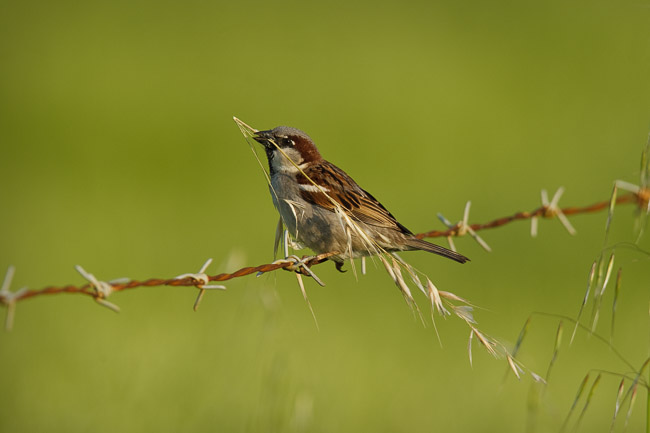 Male House Sparrow (Passer domesticus) with nesting material, Lesvos, Greece