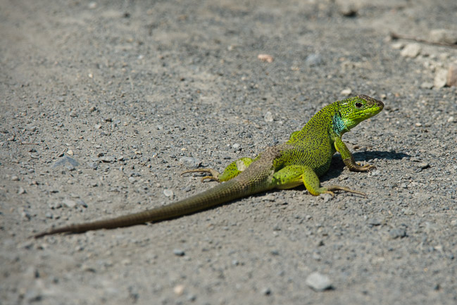 Balkan Green Lizard (Lacerta trilineata), Lesvos, Greece