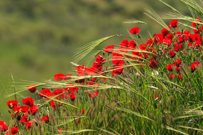 Red poppies flowering on a bank, Lesvos, Greece