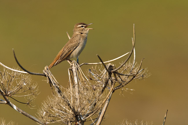 Singing Rufous Bush Chat (Cercotrichas galactotes), Lesvos, Greece