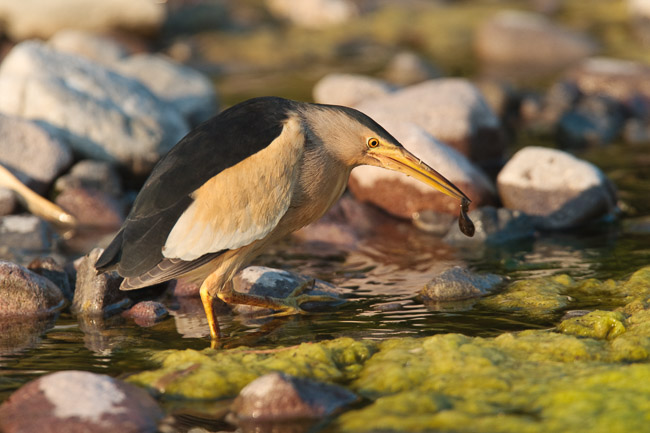 Male Little Bittern (Ixobrychus minutus) with tadpole, Lesvos, Greece


