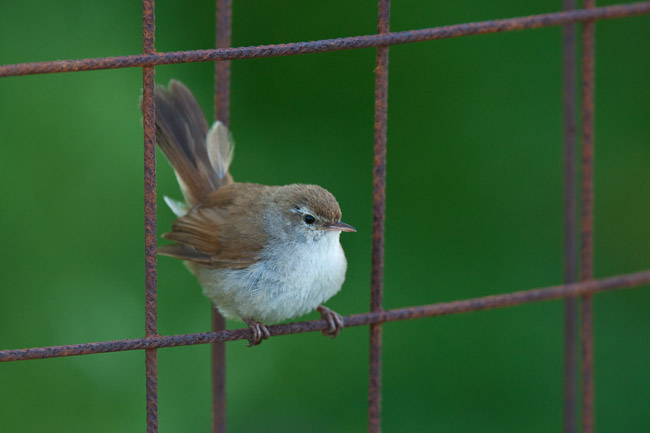 Cetti's Warbler (Cettia cetti), Lesvos, Greece

