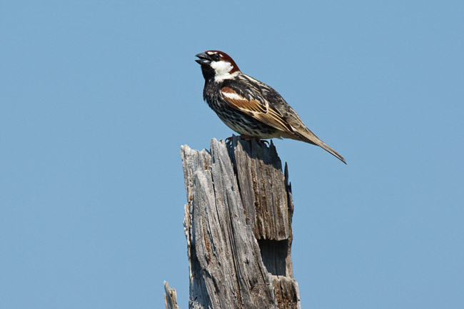 Spanish Sparrow (Passer hispaniolensis), Lesvos, Greece