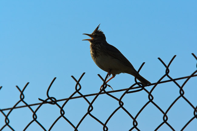 Crested Lark (Galerida cristata), Lesvos, Greece


