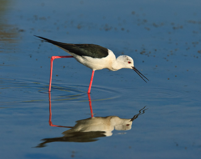 Black-winged Stilt (Himantopus himantopus), Lesvos, Greece

