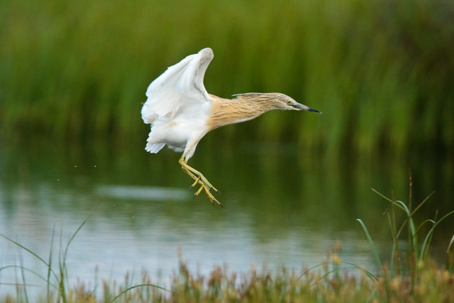 Squacco Heron (Ardeola ralloides), Lesvos, Greece