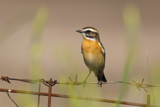 Male Whinchat (Saxicola rubetra), Lesvos, Greece