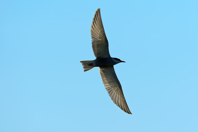 Whiskered Tern (Chlidonias hybridus) in flight, Lesvos, Greece