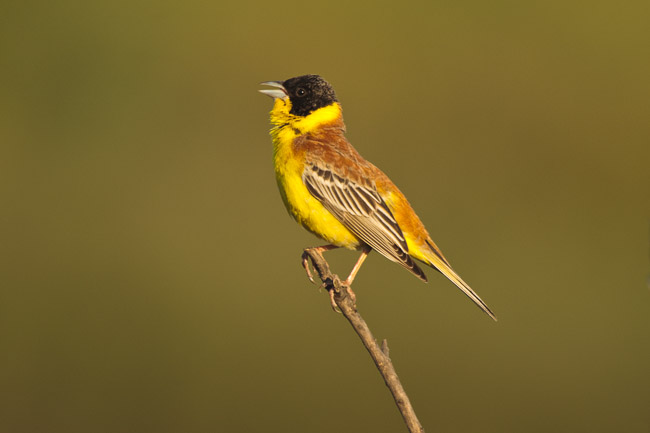 Male Black-headed Bunting (Emberiza melanocephala), Lesvos, Greece

