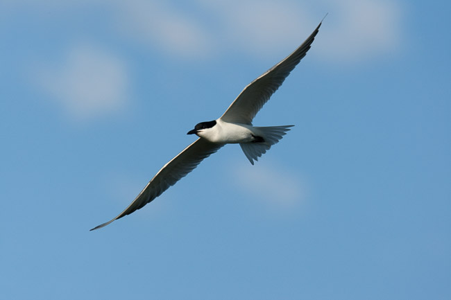 Gull-billed Tern (Gelochelidon nilotica) in flight, Lesvos, Greece
