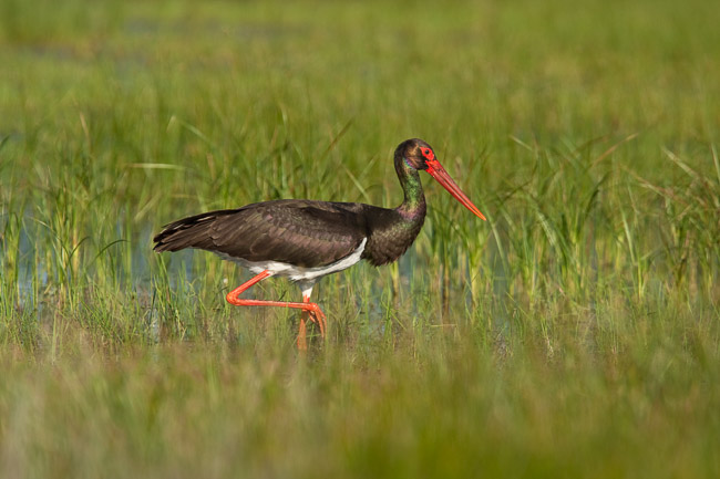 Black Stork (Ciconia nigra), Lesvos, Greece