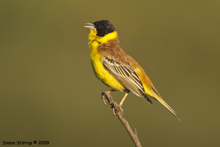 Male Black-headed Bunting