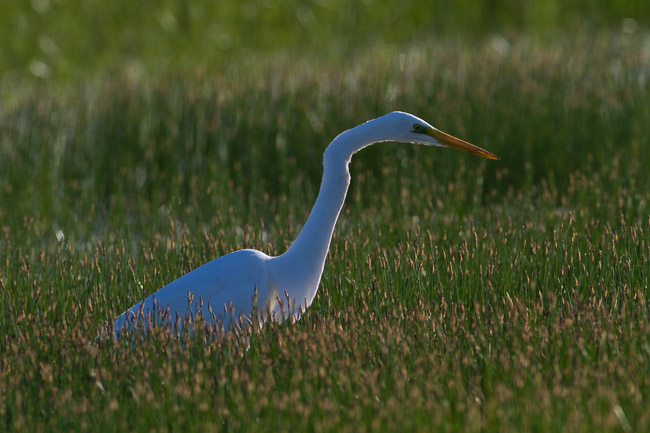 Great White Egret (Egretta alba), Lesvos, Greece