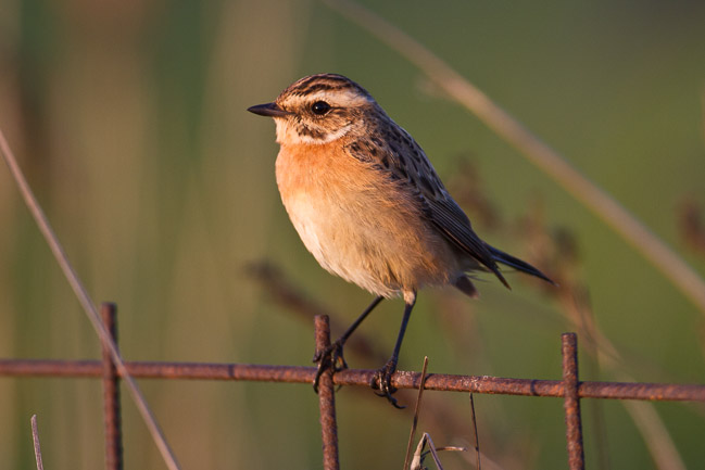 Whinchat (Saxicola rubetra), Lesvos, Greece