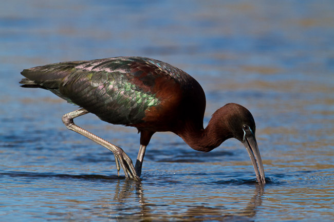 Adult Glossy Ibis (Plegadis falcinellus), Lesvos, Greece
