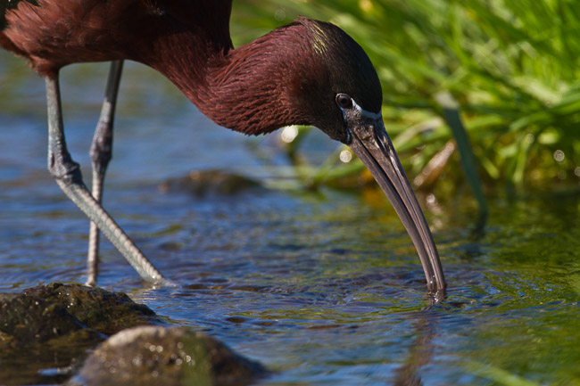 Adult Glossy Ibis (Plegadis falcinellus), Lesvos, Greece