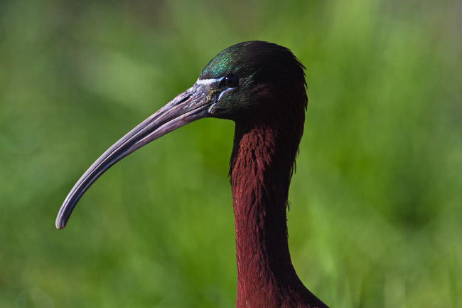 Adult Glossy Ibis (Plegadis falcinellus), Lesvos, Greece