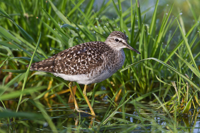 Wood Sandpiper (Tringa glareola), Lesvos, Greece