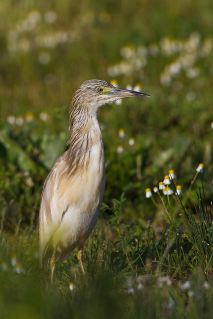 Squacco Heron (Ardeola ralloides), Lesvos, Greece