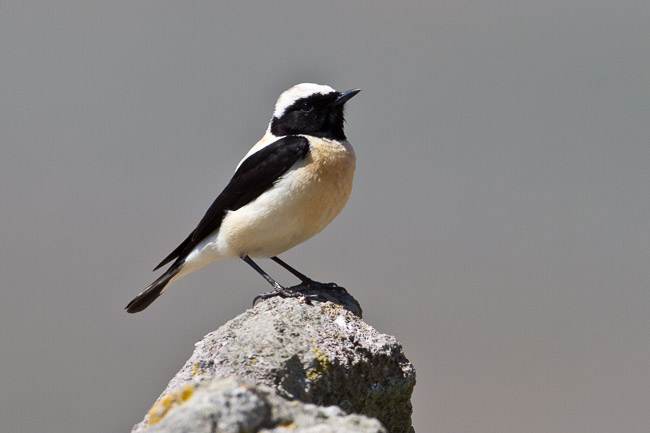 Male Black-eared Wheatear (Oenanthe hispanica), Lesvos, Greece