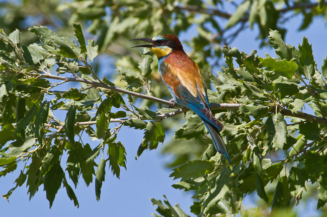 Bee-eater (Merops apiaster), Lesvos, Greece