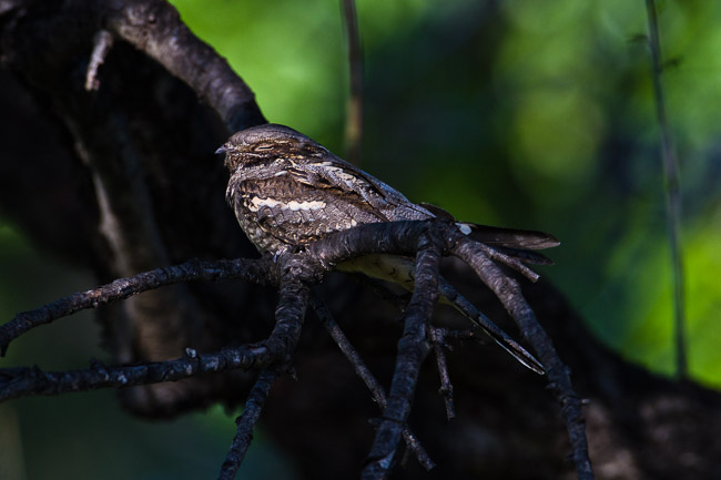 Roosting male Nightjar (Caprimulgus europaeus), Lesvos, Greece