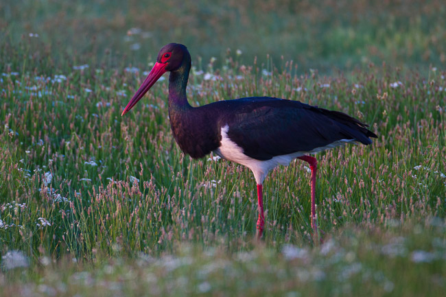 Black Stork (Ciconia nigra), Lesvos, Greece