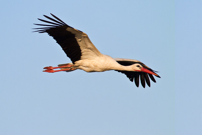 White Stork (Cigonia cigonia), Lesvos, Greece
