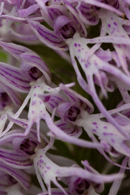 Naked Man Orchid, Lesvos, Greece
