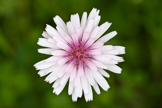 Pink Hawksbeard (Crepis rubra), Lesvos, Greece