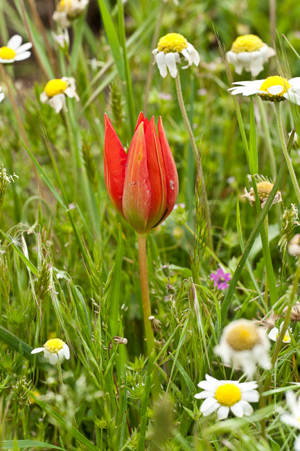 Wild Tulip, Lesvos, Greece