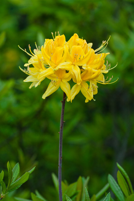 Yellow Azalea or Honeysuckle Azalea (Rhododendron luteum), Lesvos, Greece